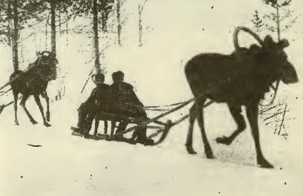 moose drawing sleighs