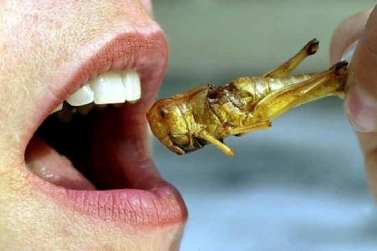 grasshopper diet