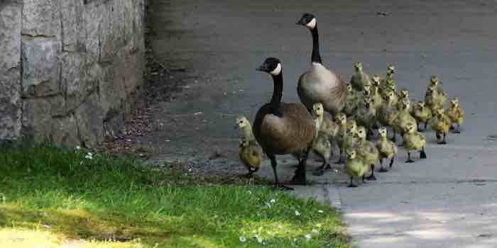 Canada geese & goslings